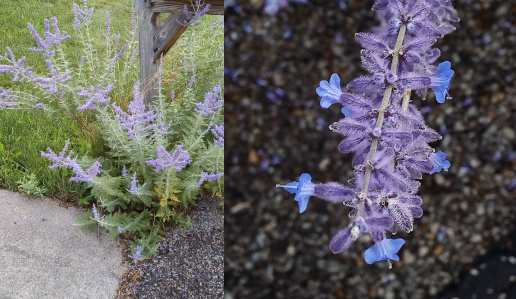 [Two photos spliced together. On the left is a view of the entire plant beside a mailbox post. It is comprised of multiple stalks with greenery near the base and spikes of purple at the top of each stem. The photo on the right is a close view of the purple ends. They are comprised of purple fuzzy leaf-like pieces with small blue flowers near the end of some of the purple fuzzies.]